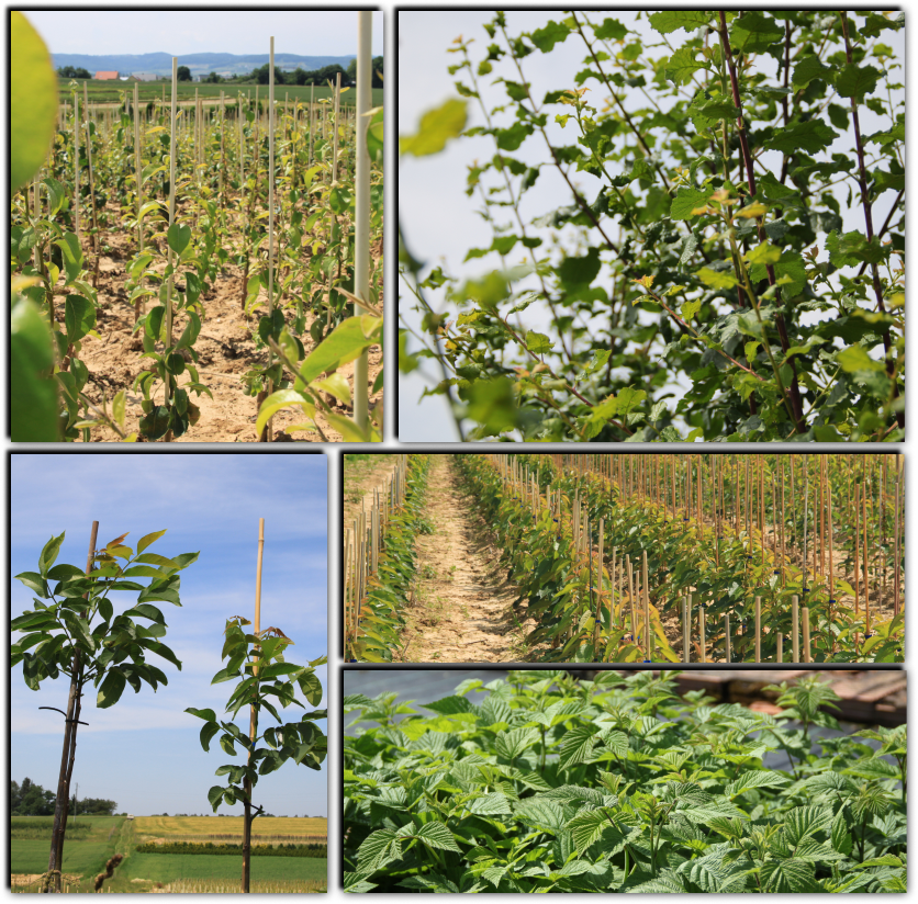 Obstgehölze