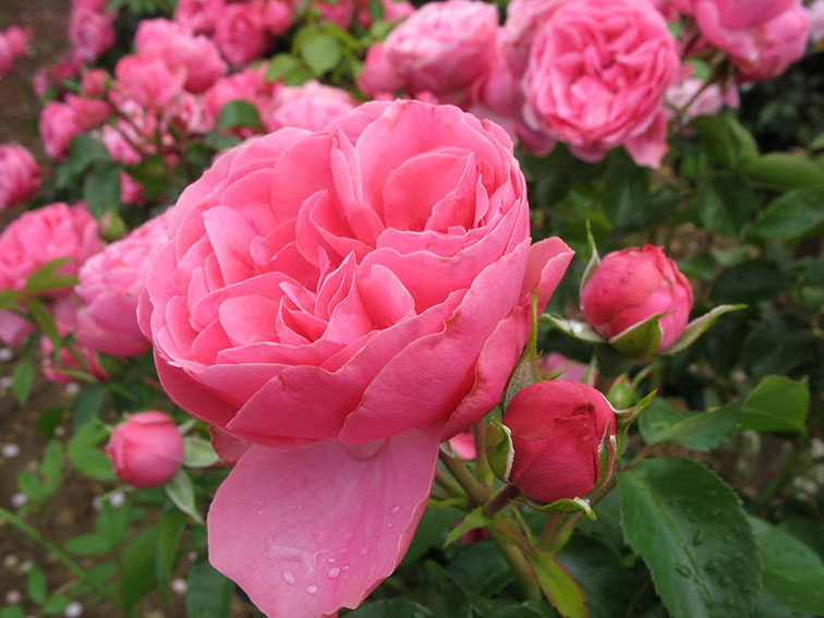 Rose